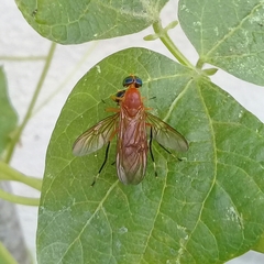 Ptecticus testaceus