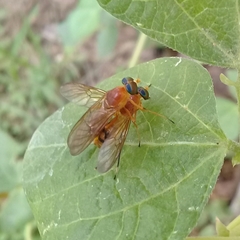 Ptecticus testaceus