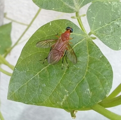Ptecticus testaceus