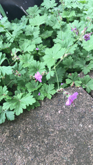 Geranium macrorrhizum