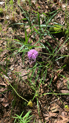 Liatris compacta