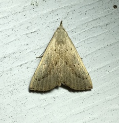 Macrochilo absorptalis