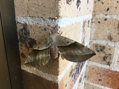 Chelepteryx chalepteryx