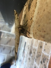 Chelepteryx chalepteryx