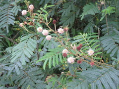 Mimosa albida