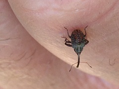 Anthonomus quadrigibbus