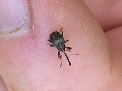 Anthonomus quadrigibbus