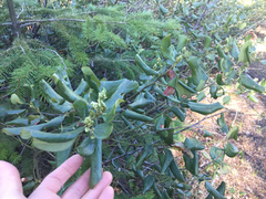 Ceanothus velutinus velutinus