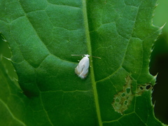 Pseudopostega crepusculella