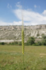 Triticum monococcum boeoticum