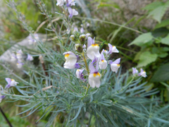 Linaria repens