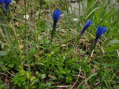 Gentiana bavarica
