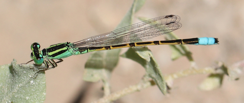 Desert Forktail photo 4