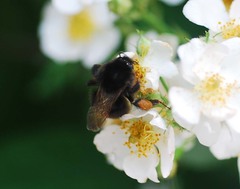 Bombus ignitus