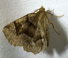 Metarranthis refractaria