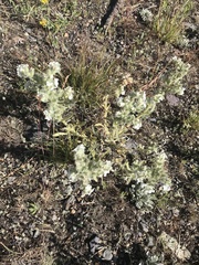 Oreocarya interrupta