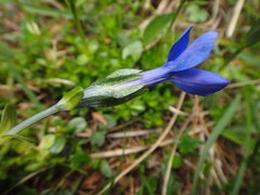 Gentiana bavarica