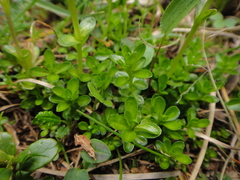 Gentiana bavarica