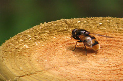 Volucella elegans