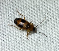 Badister neopulchellus
