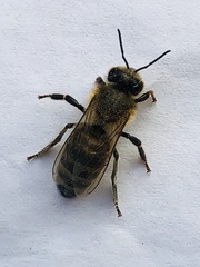 Apis mellifera caucasia