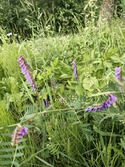 Vicia cracca