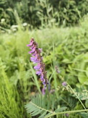 Vicia cracca