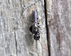 Passaloecus