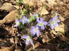 Hepatica