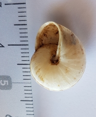 Pseudotachea splendida