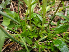 Gentiana bavarica