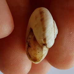 Pseudotachea splendida