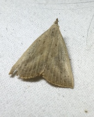 Macrochilo louisiana