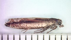 Ancylis goodelliana