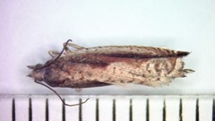 Ancylis goodelliana
