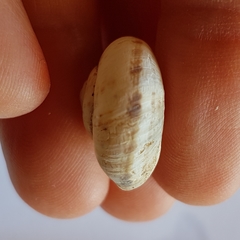 Pseudotachea splendida