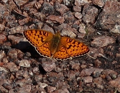 Argynnis niobe