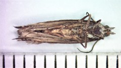 Ancylis goodelliana