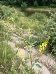 Melilotus officinalis