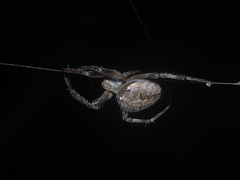 Neoscona nautica