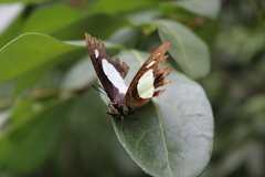 Polyura