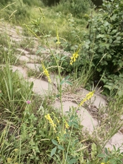 Melilotus officinalis