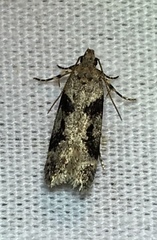 Chionodes obscurusella