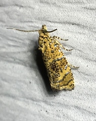Olethreutes ferrolineana