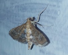 Sameodes cancellalis