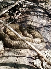 Nerodia sipedon insularum