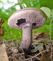 Tylopilus indecisus