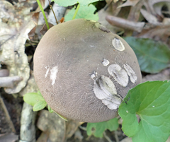 Tylopilus indecisus