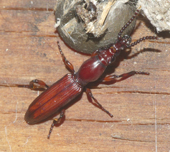 Amorphocephala coronata