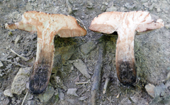 Tylopilus indecisus